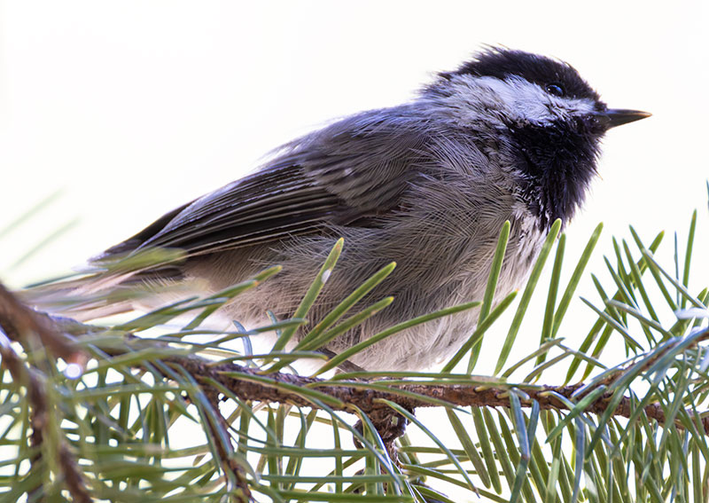 Mexican Chickadee Poecile sclateri 