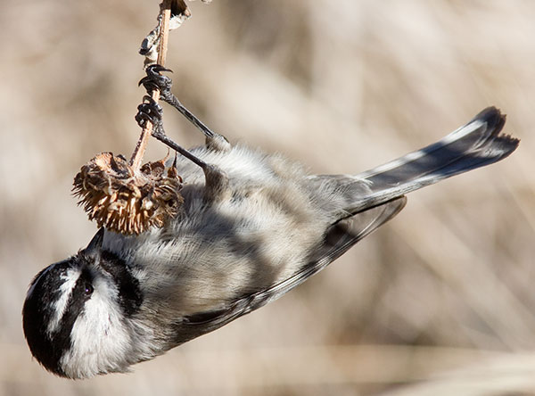 Mountain Chickadee Poecile gambeli
