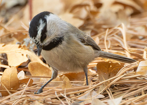 Mountain Chickadee Poecile gambeli