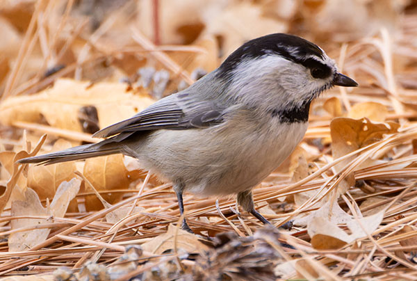 Mountain Chickadee Poecile gambeli