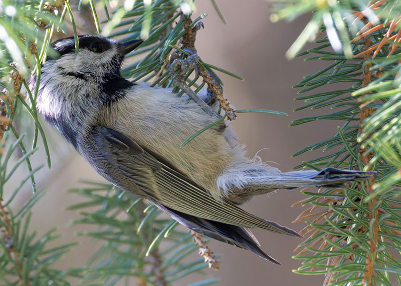Mountain Chickadee Poecile gambeli