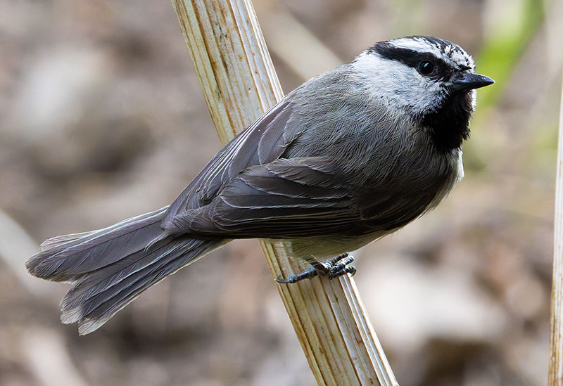 Mountain Chickadee Poecile gambeli