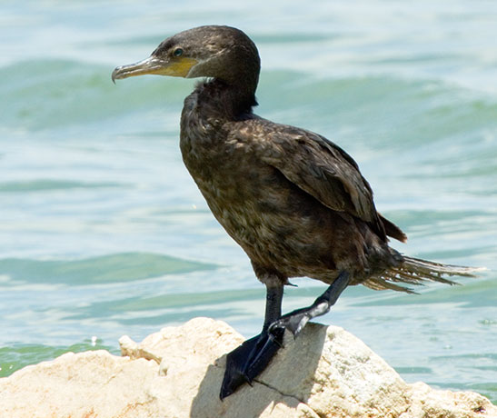 Neotropic Cormorant Phalacrocorax brasilianus 