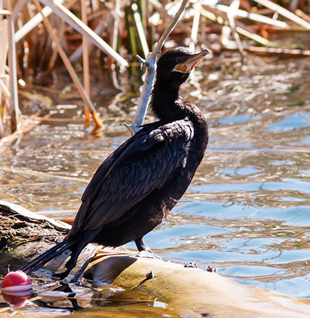 Neotropic Cormorant Phalacrocorax brasilianus 