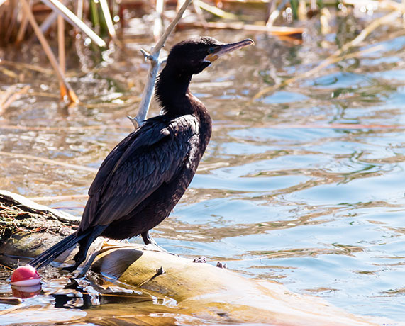 Neotropic Cormorant Phalacrocorax brasilianus 