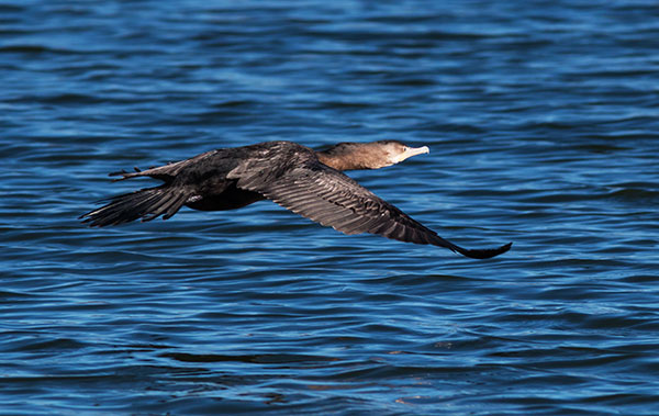 Neotropic Cormorant Phalacrocorax brasilianus 