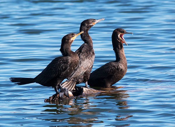 Neotropic Cormorant Phalacrocorax brasilianus 