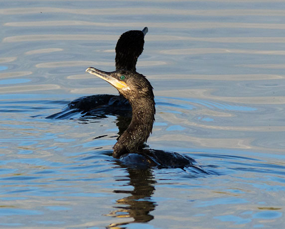Neotropic Cormorant Phalacrocorax brasilianus 