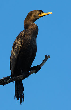 Neotropic Cormorant Phalacrocorax brasilianus 