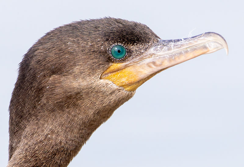 Neotropic Cormorant Phalacrocorax brasilianus 