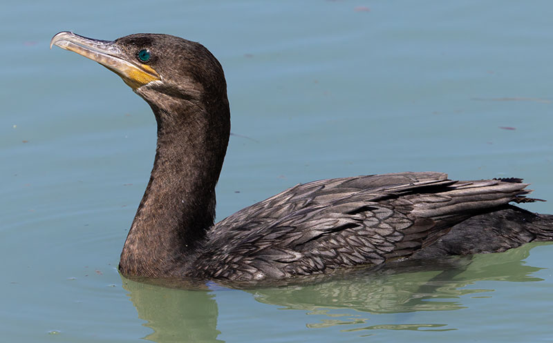Neotropic Cormorant Phalacrocorax brasilianus 
