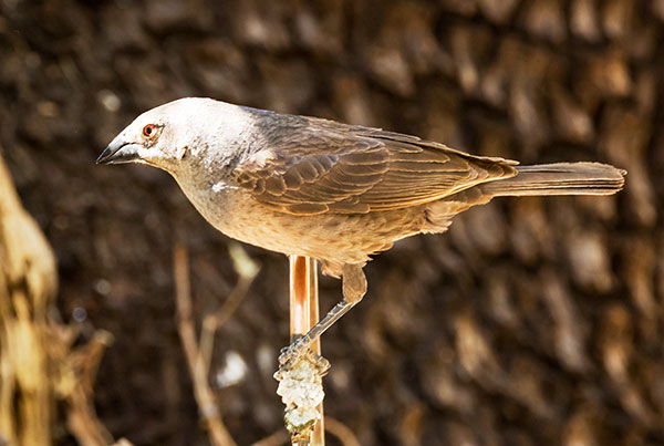 Bronzed Cowbird Molothrus aeneus 