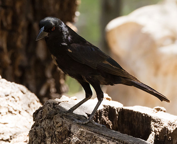 Bronzed Cowbird Molothrus aeneus 