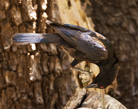 Bronzed Cowbird Molothrus aeneus 