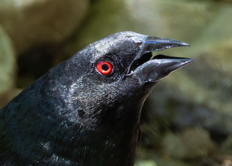 Bronzed Cowbird Molothrus aeneus 