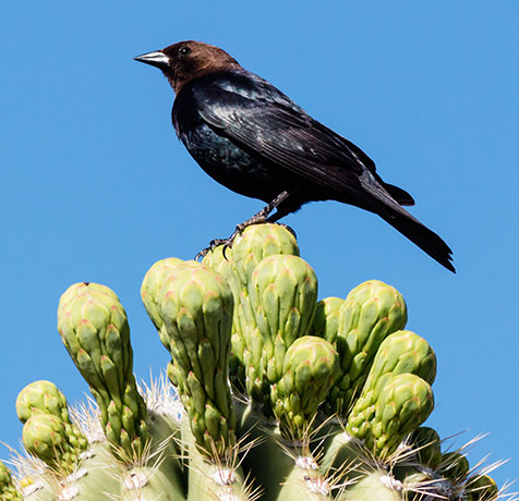 Brown-headed Cowbird Molothrus ater