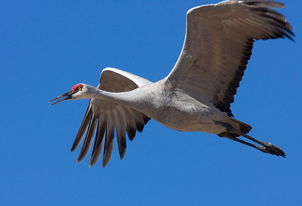 Sandhill Crane Grus canadensis in flight