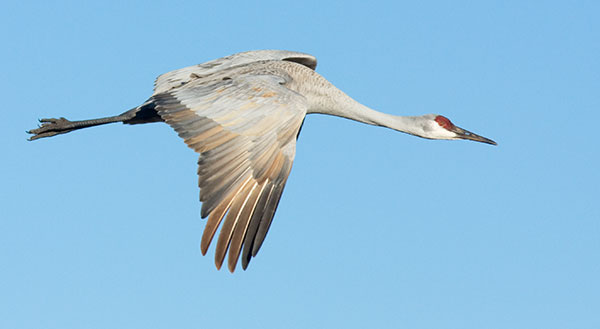 Sandhill Crane Grus canadensis in flight