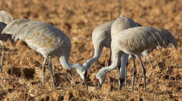 Sandhill Cranes Grus canadensis feeding