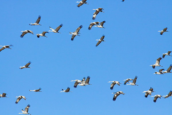 Sandhill Cranes Grus canadensis flying