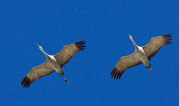 Sandhill Cranes Grus canadensis flying