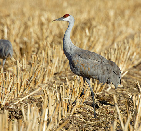 Sandhill Cranes Grus canadensis 