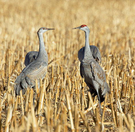 Sandhill Cranes Grus canadensis 