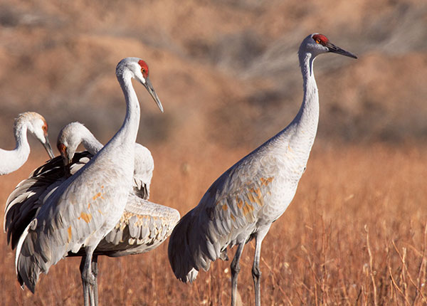 Sandhill Cranes Grus canadensis 