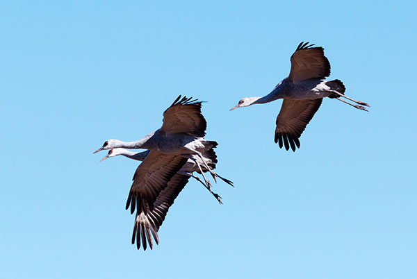 Sandhill Cranes Grus canadensis 
