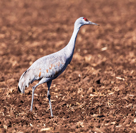Sandhill Cranes Grus canadensis 