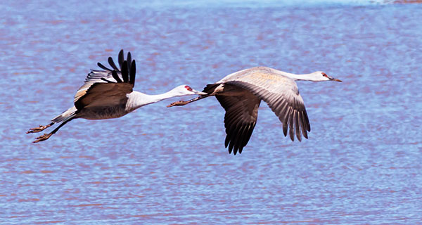 Sandhill Cranes Grus canadensis 
