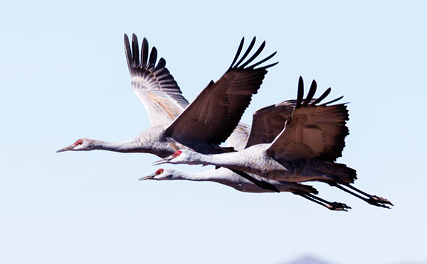 Sandhill Cranes Grus canadensis 