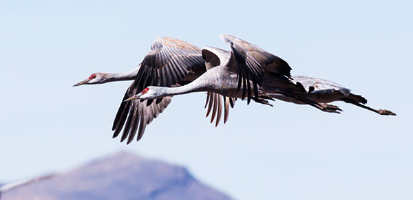 Sandhill Cranes Grus canadensis 