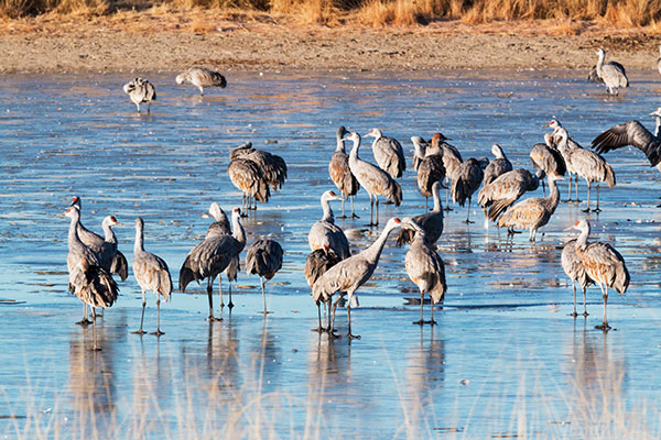 Sandhill Cranes Grus canadensis 