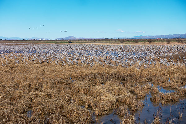 Sandhill Cranes Grus canadensis 