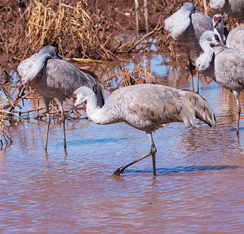Sandhill Cranes Grus canadensis 