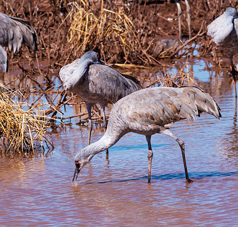 Sandhill Cranes Grus canadensis 