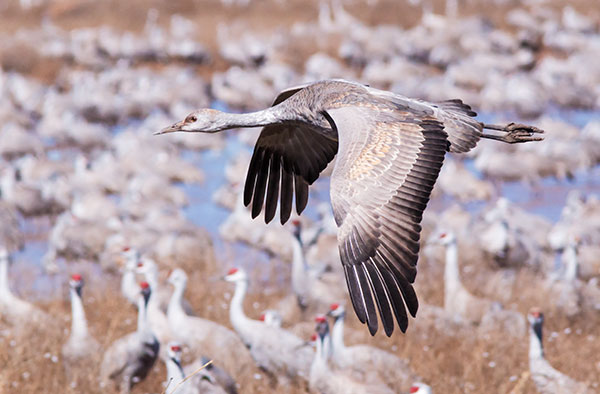 Sandhill Cranes Grus canadensis 