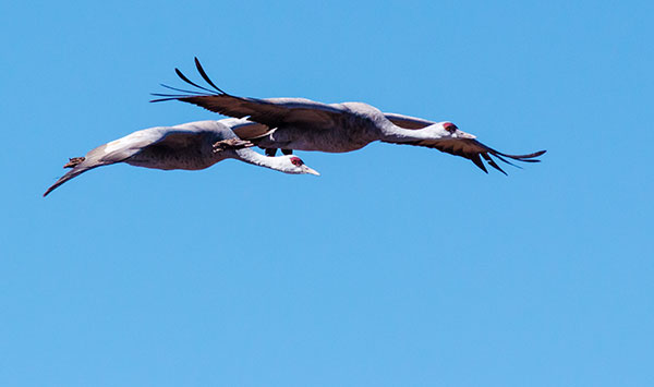 Sandhill Cranes Grus canadensis 