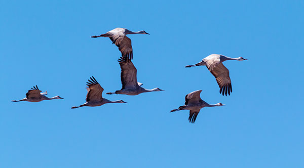 Sandhill Cranes Grus canadensis 