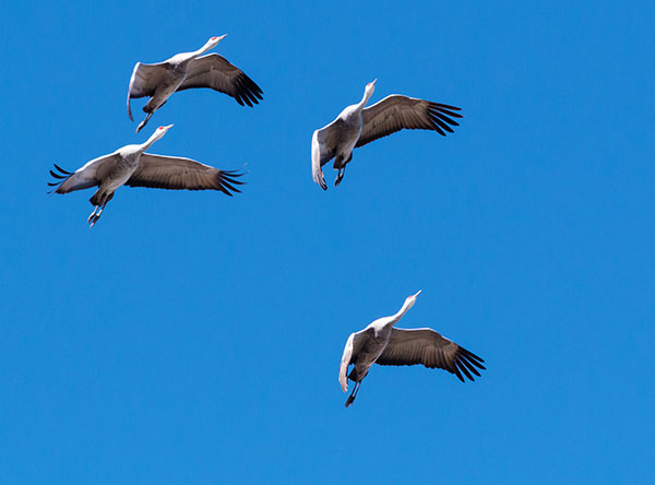 Sandhill Cranes Grus canadensis 