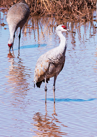 Sandhill Cranes Grus canadensis 