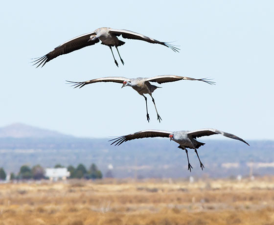 Sandhill Cranes Grus canadensis 