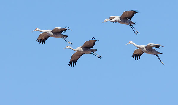 Sandhill Cranes Grus canadensis 