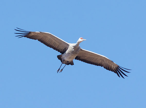 Sandhill Cranes Grus canadensis 
