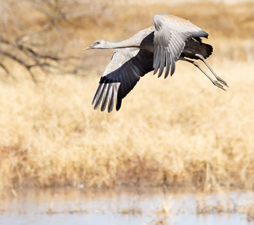 Sandhill Cranes Grus canadensis 
