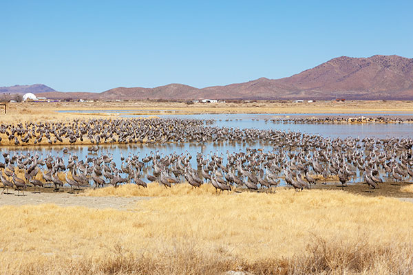 Sandhill Cranes Grus canadensis 