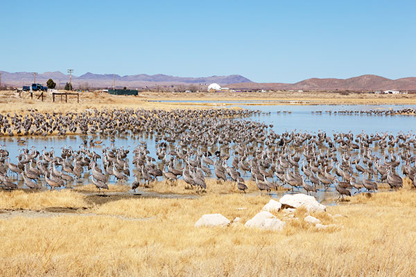 Sandhill Cranes Grus canadensis 