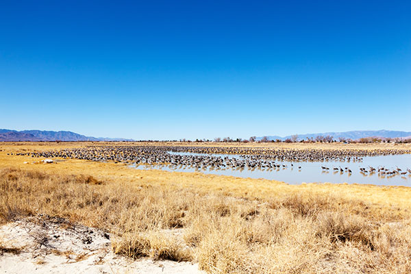 Sandhill Cranes Grus canadensis 