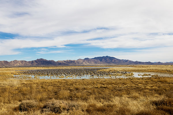 Sandhill Cranes Grus canadensis 